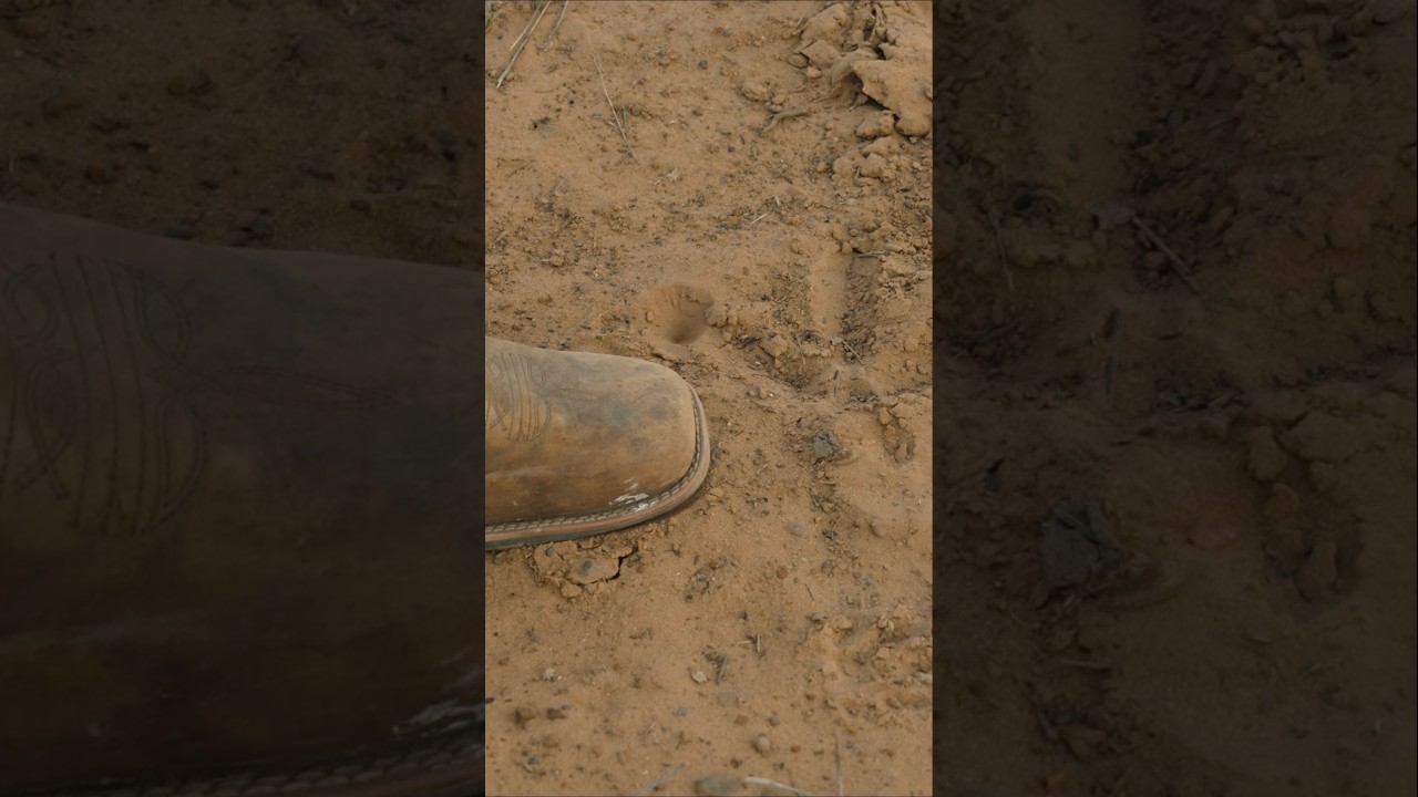 There’s a big old tom turkey right there. 