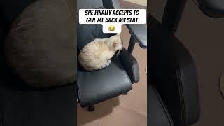Cat accepts to give me back my seat 😂