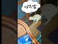 #愛ちゃん#猫#ぼろ家#26.5.9