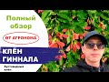 Клен Гиннала Ginnala Обзор от Агронома Егорьевского питомника 