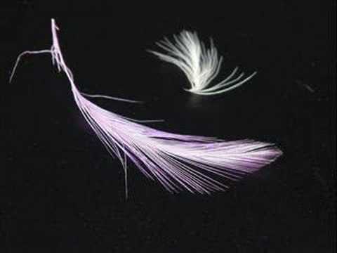The Corrs - Toss the Feathers!