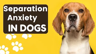 How To Save Your Dog From Separation Anxiety? 6 Useful Tips by Serve Dogs 36 views 10 months ago 6 minutes, 54 seconds