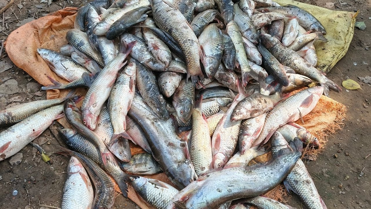 Amazing Fish Hunting At River Chenab 2025 || Darya E Chenab Mai Fish Ka ...