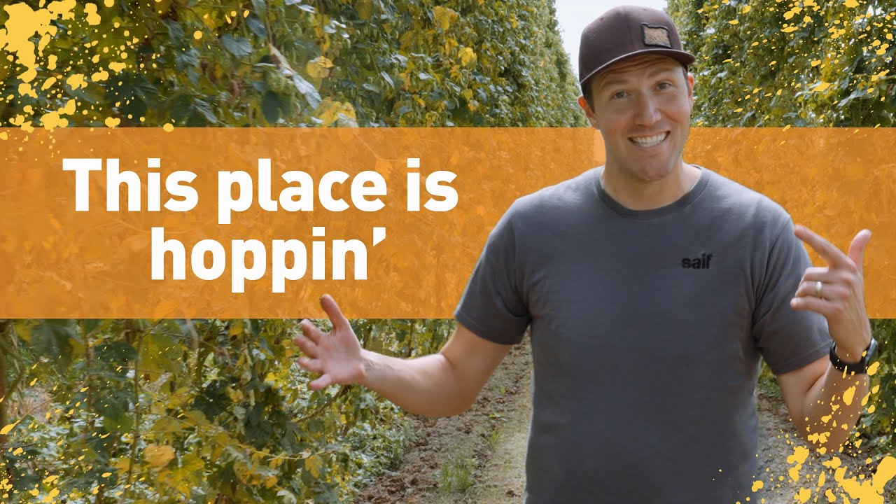 Hops harvesting at Goschie Farms | Oregon Odd Jobs