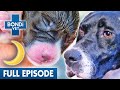 All-Night Puppy Birth for Beloved Family Dog | Best of Bondi Vet Ep5 | Bondi Vet Full Episodes