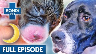 AllNight Puppy Birth for Beloved Family Dog | Best of Bondi Vet Ep5 | Bondi Vet Full Episodes