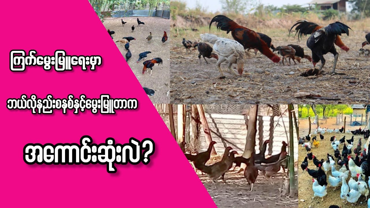 ကြက်မွေးမြူရင် ဘယ်လိုနည်းစနစ်နှင့်မွေးမြူတာကအကောင်းဆုံးလဲ