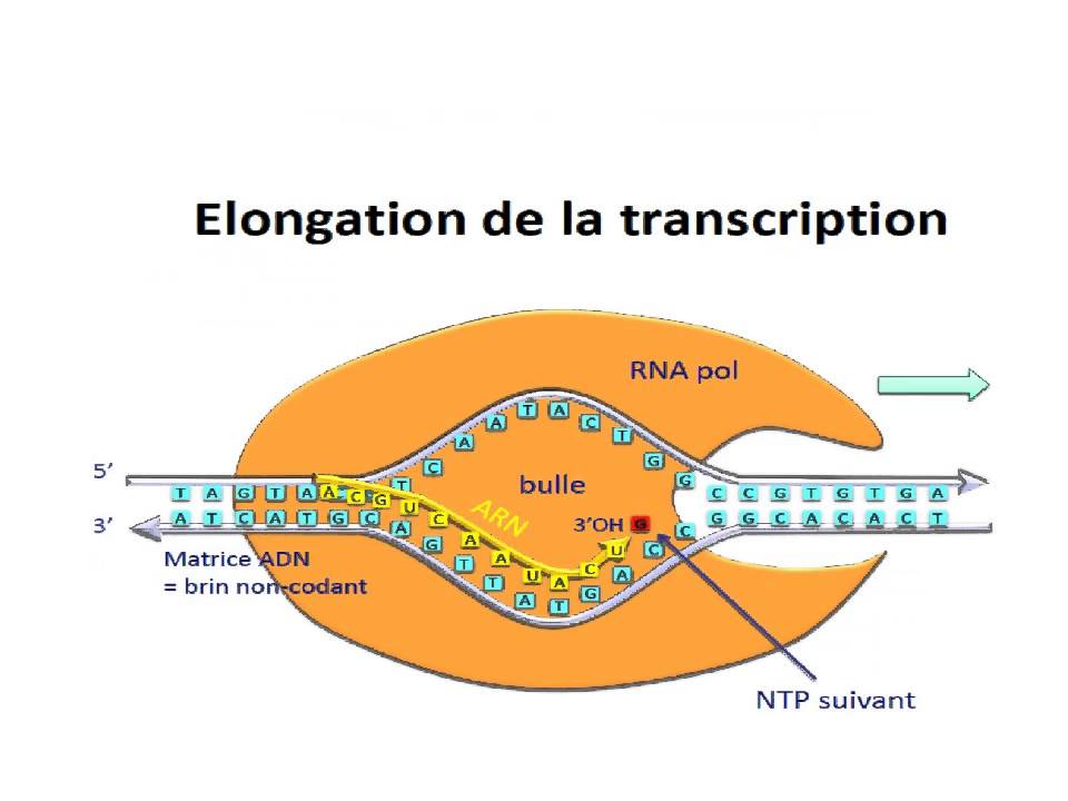 BIOCHIMIE 1 La Transcription - YouTube