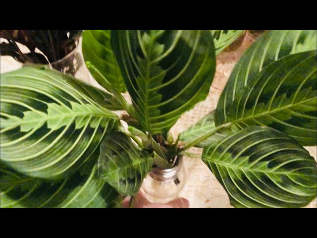 planter seed Luster Leaf 805 Rapiclip Mini-Seedmaster main image 0