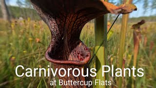 The Carnivorous Plants at Buttercup Flats