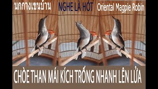 Chòe than mái kích trống nhanh lên lửa, hiệu quả trong 1 tuần , nghe là hót