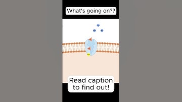 Sodium Potassium Pump (more info in description) #shorts #biology
