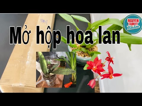 MỞ HỘP HOA LAN MỚI MUA VỀ VÀ CÁCH THAY NHỮNG CÂY LAN MỚI MUA VÀO CHẬU TỰ HÚT NƯỚC. | Foci