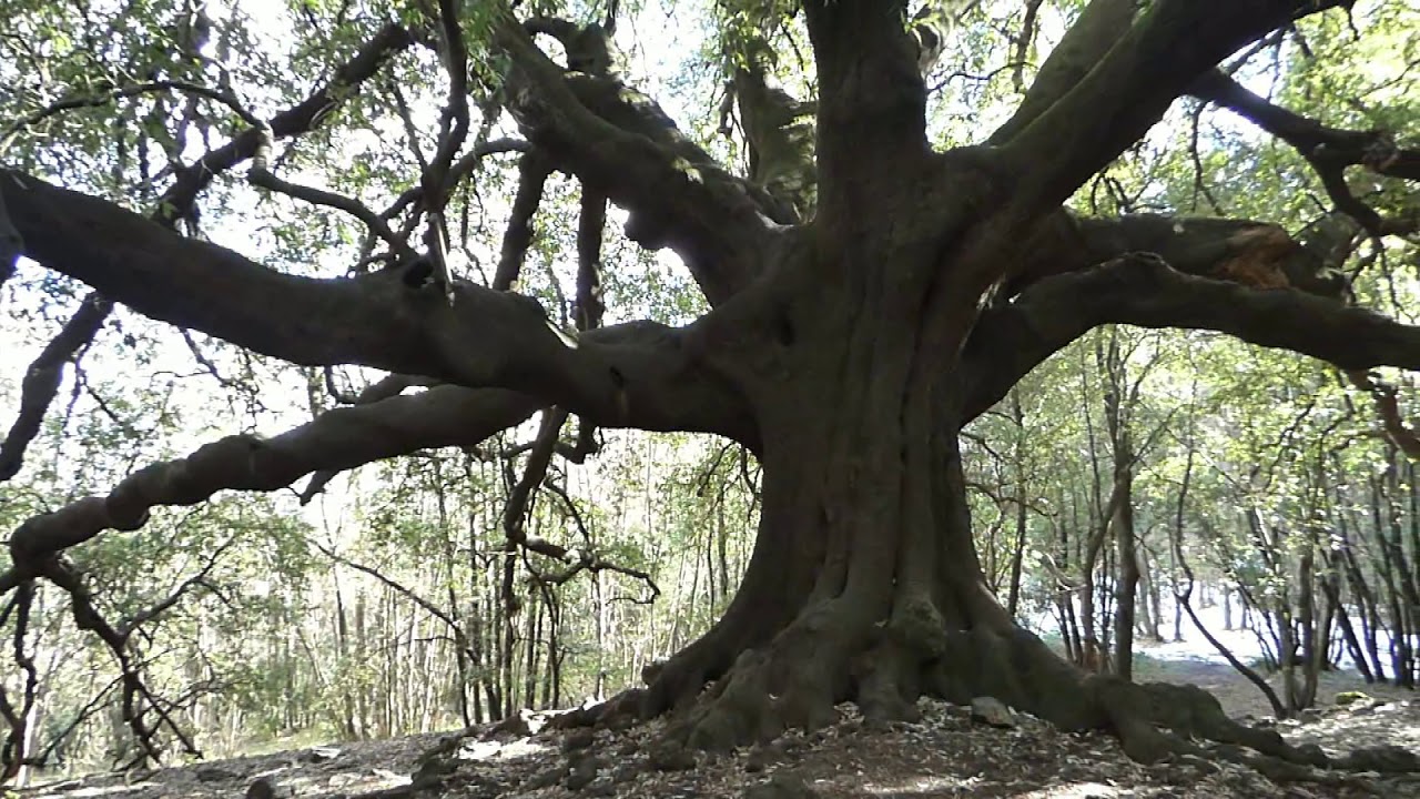 ETNA L'ILICE di CARRINU (Leccio/Quercus Ilex) "Il Patriarca del Bosco"