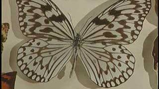 UC Davis Newswatch: Insects