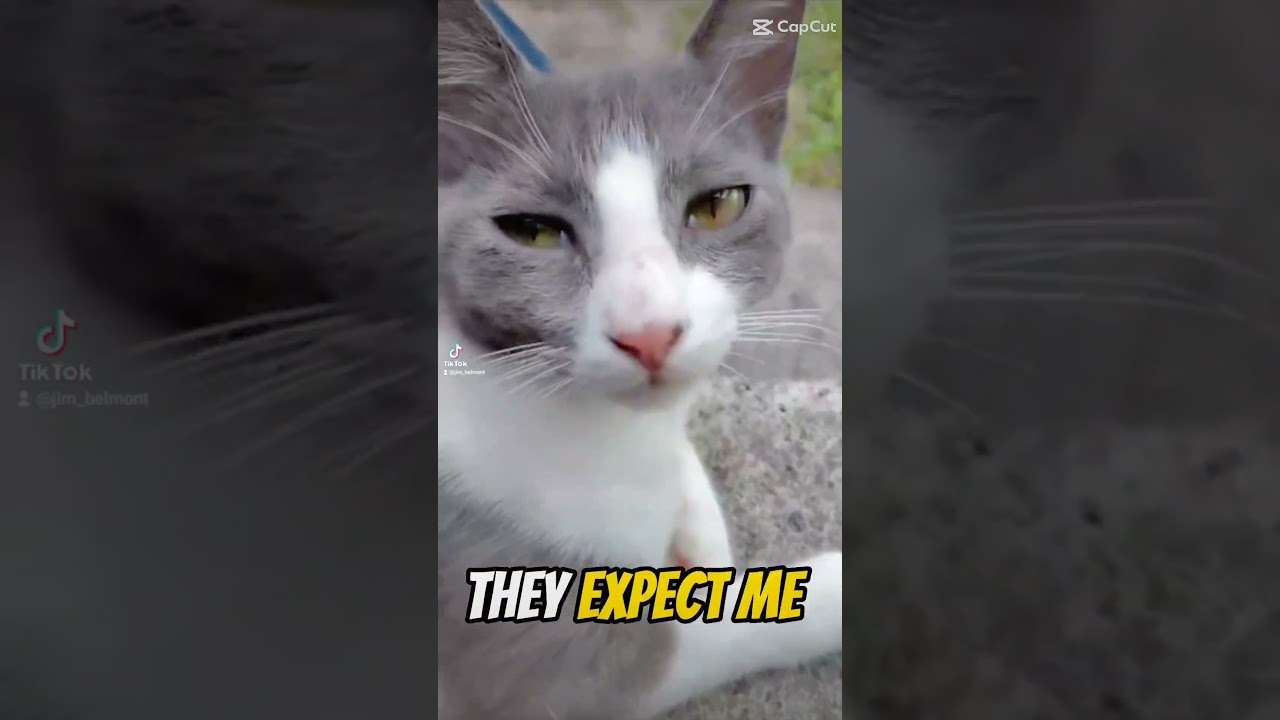 Tiny Cat 😺💗✨ 