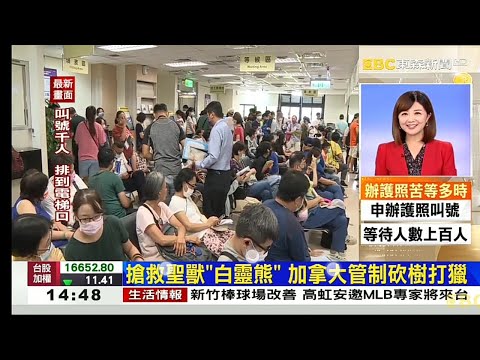 東森新聞 20230710 韓佩穎 加拿大白靈熊 溫帶雨林