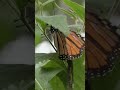 Monarch butterflies migrate 3000 to 4000 kilometers | DW News