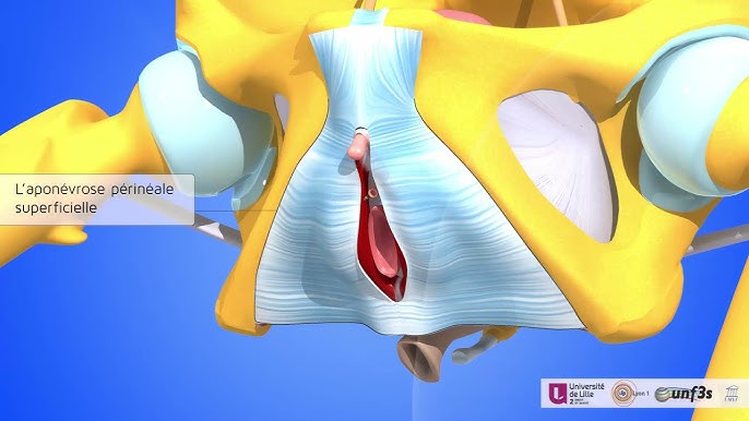 Anatomie du périnée profond et du périnée superficiel