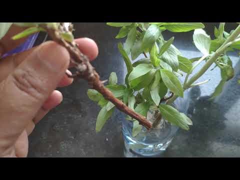 Geedka Riixaan Waa Daawo Iyo Cunto Sidoo Kale Caraf Iyo Catar Quraanka Lagu Sheegay الريحان Geedka Riixaan Waa Daawo Iyo Cunto Sidoo Kale Caraf Iyo Catar Quraanka Lagu Sheegay الريحان