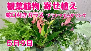 観葉植物の寄せ植えプランツギャザリング水やり簡単な蛇口付のガラスの器ストレスレスポット