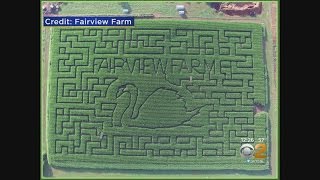 Fairview Farm Corn Maze