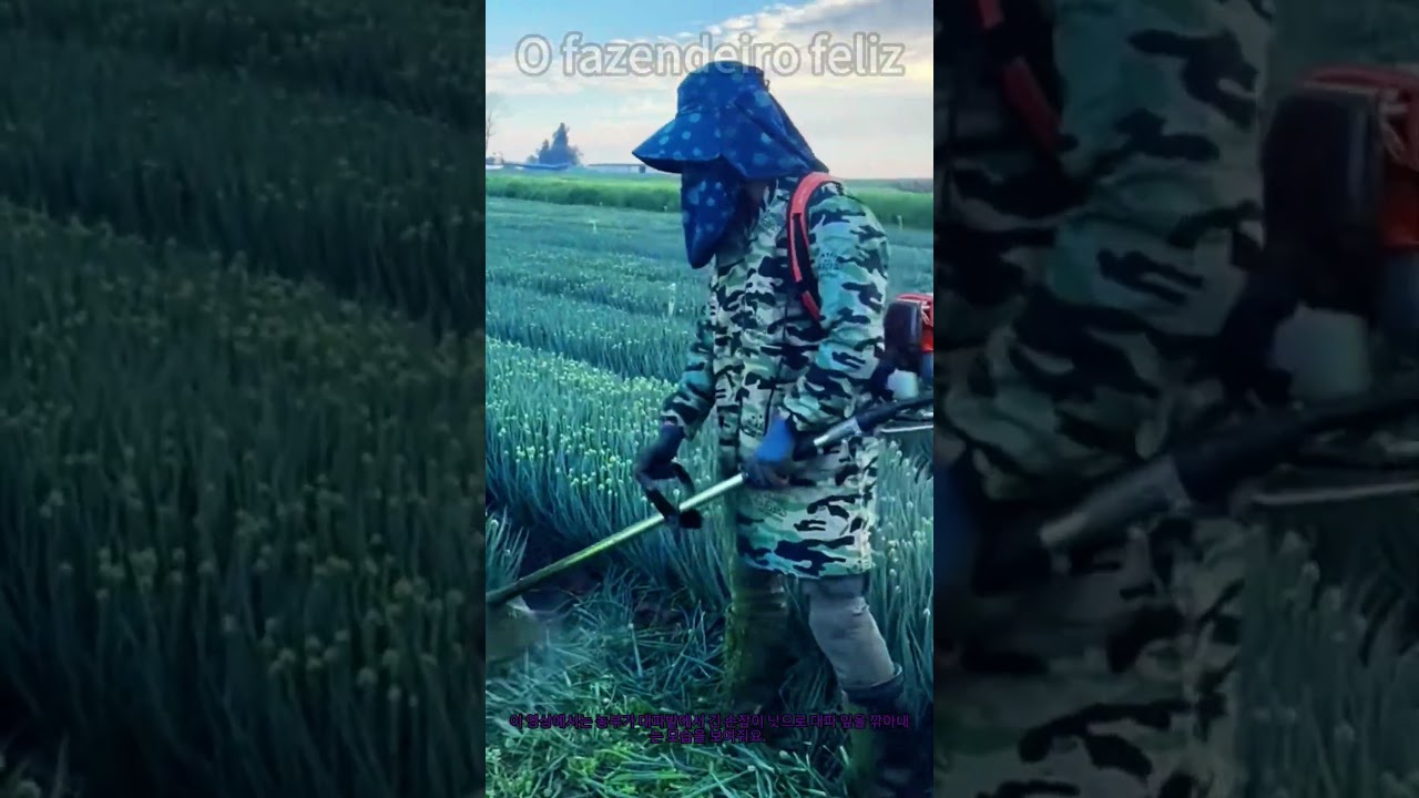 대파 잎 잘라주면 수확이 훨씬 쉬워져요! #농장일기