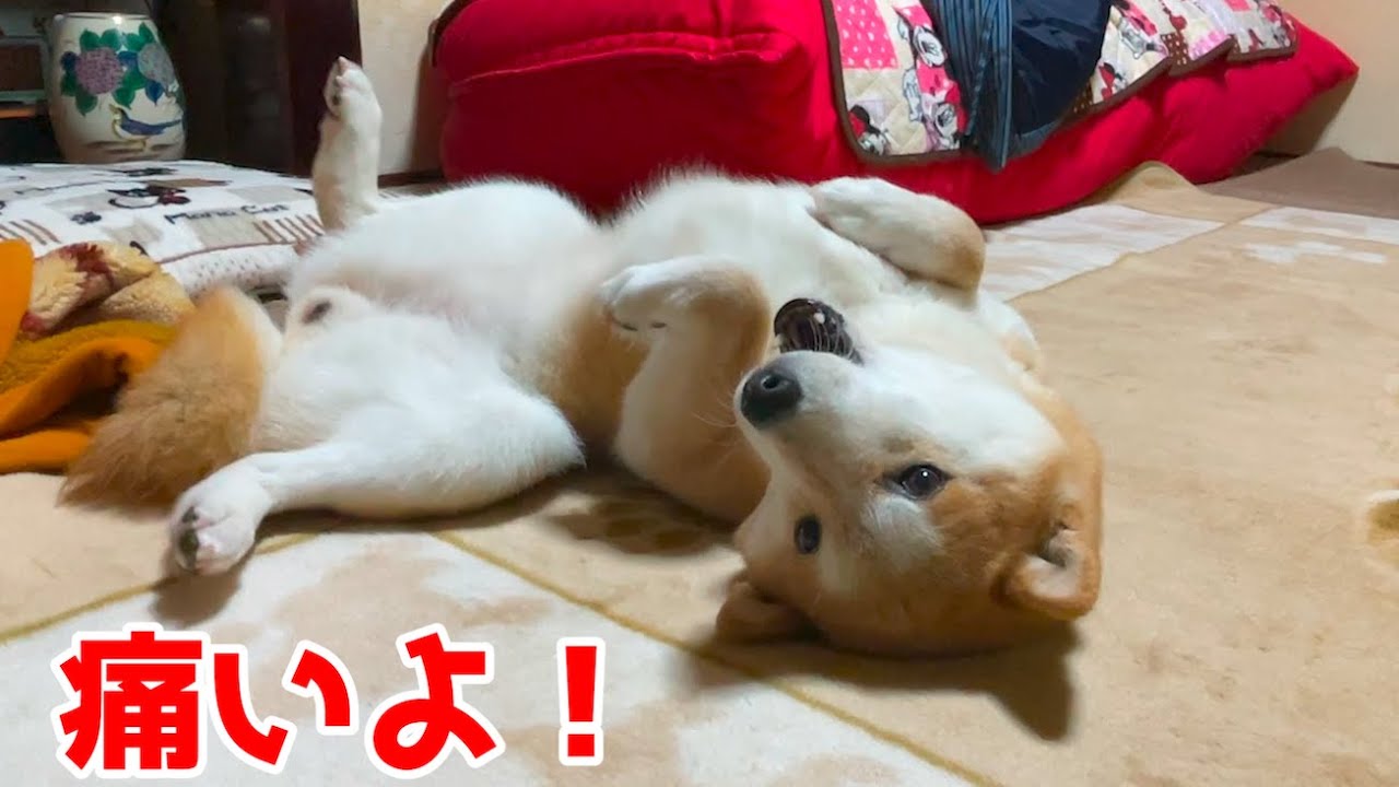 痛い注射をうった柴犬