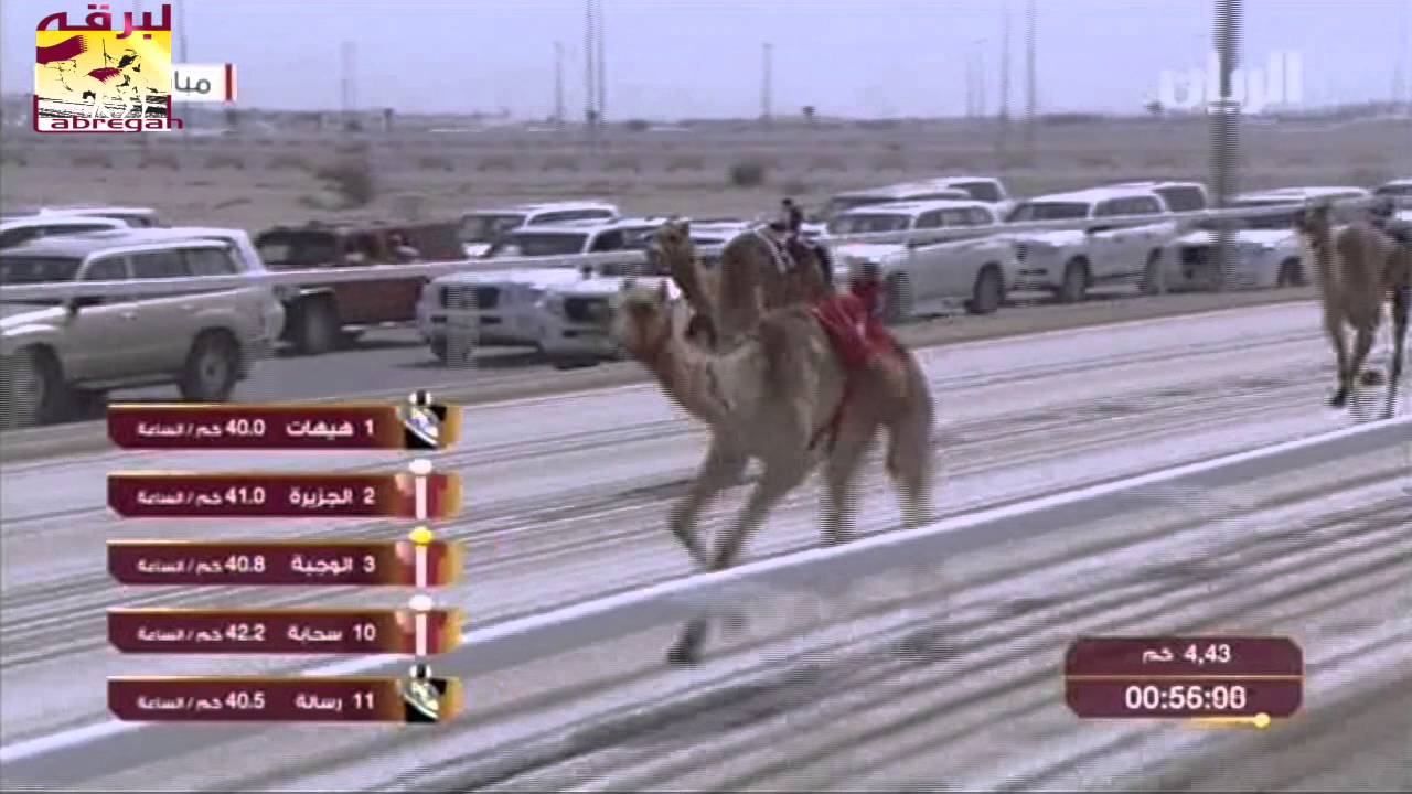 جميع انجازات الجزيرة لـ هجن الشحانية في مختلف الميادين من سن اللقايا حتى التتويج بالسيف الذهبي في مه