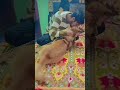 🥰❣️🥰 #doglove #lovestatus #cutnessoverloded #cutedog #cute #anmals #shortvideo #shorts #ytshorts