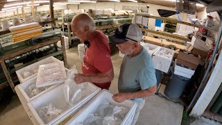 Huge Lake Tanganyika Import Shipment Wild-Caught African Cichlids Unpacking At The Farm!