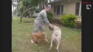 SOLDIERS COMING HOME 2016   Dogs Welcoming Soldiers