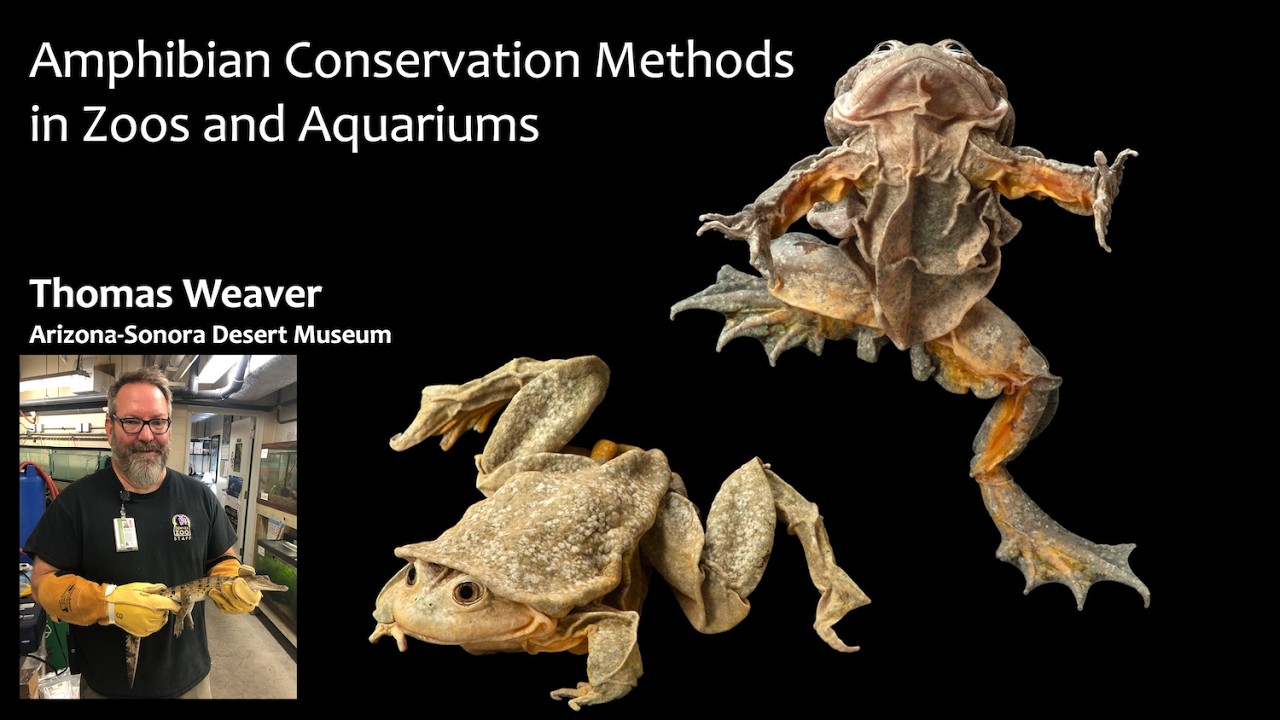 Thomas Weaver: Amphibian Conservation Methods in Zoos and Aquaiums
