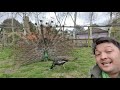 #8 Green Peafowl at Hanwell Zoo