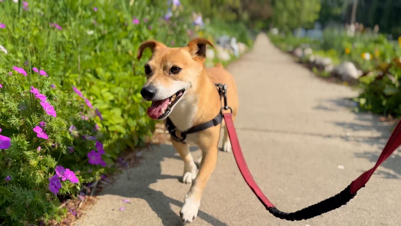 Take a Walk with Watson! 🌸🐾❤️