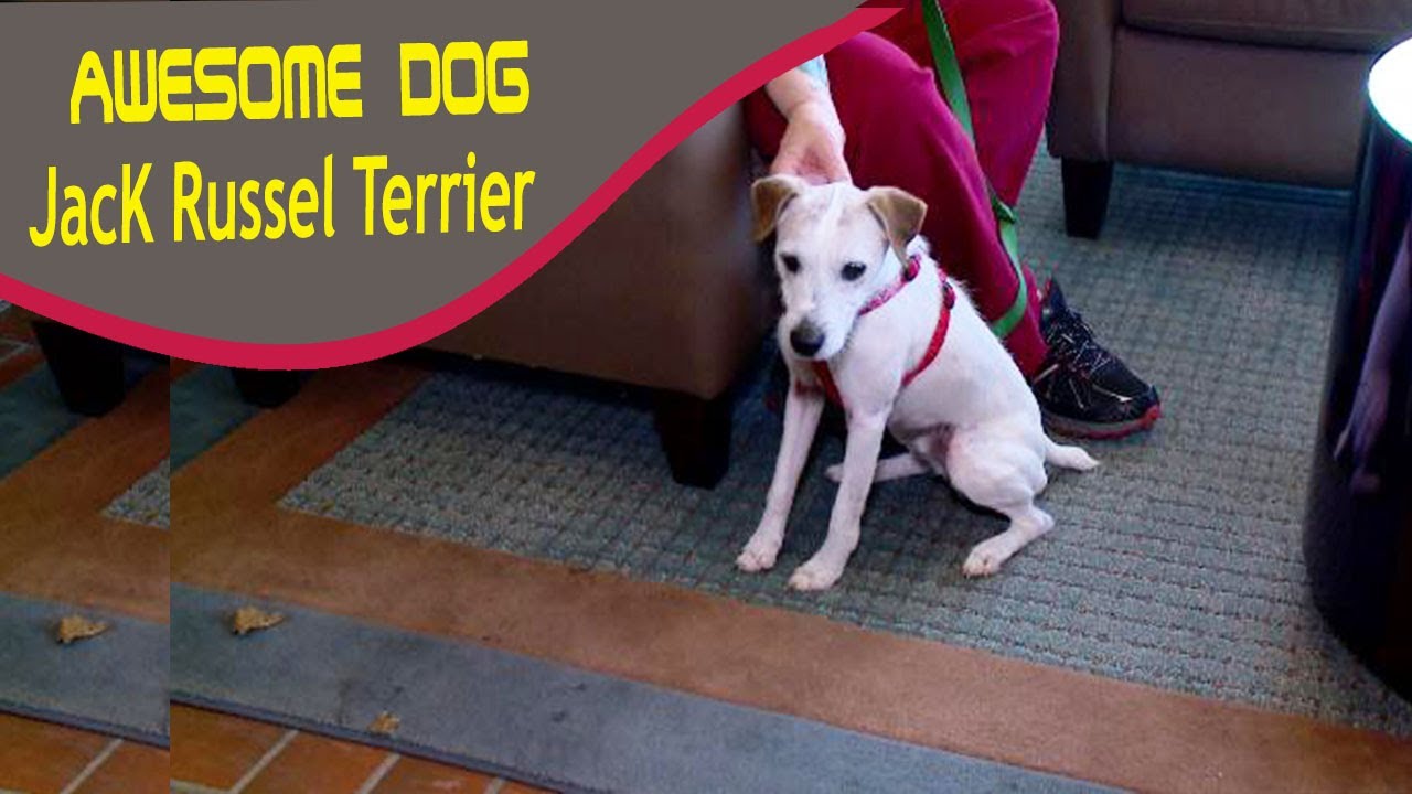 slipped disc jack russell Ella Bond