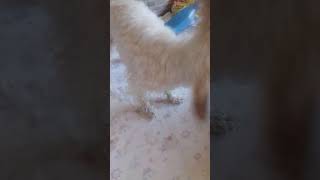 Lavando Meu Cachorro Parte 2