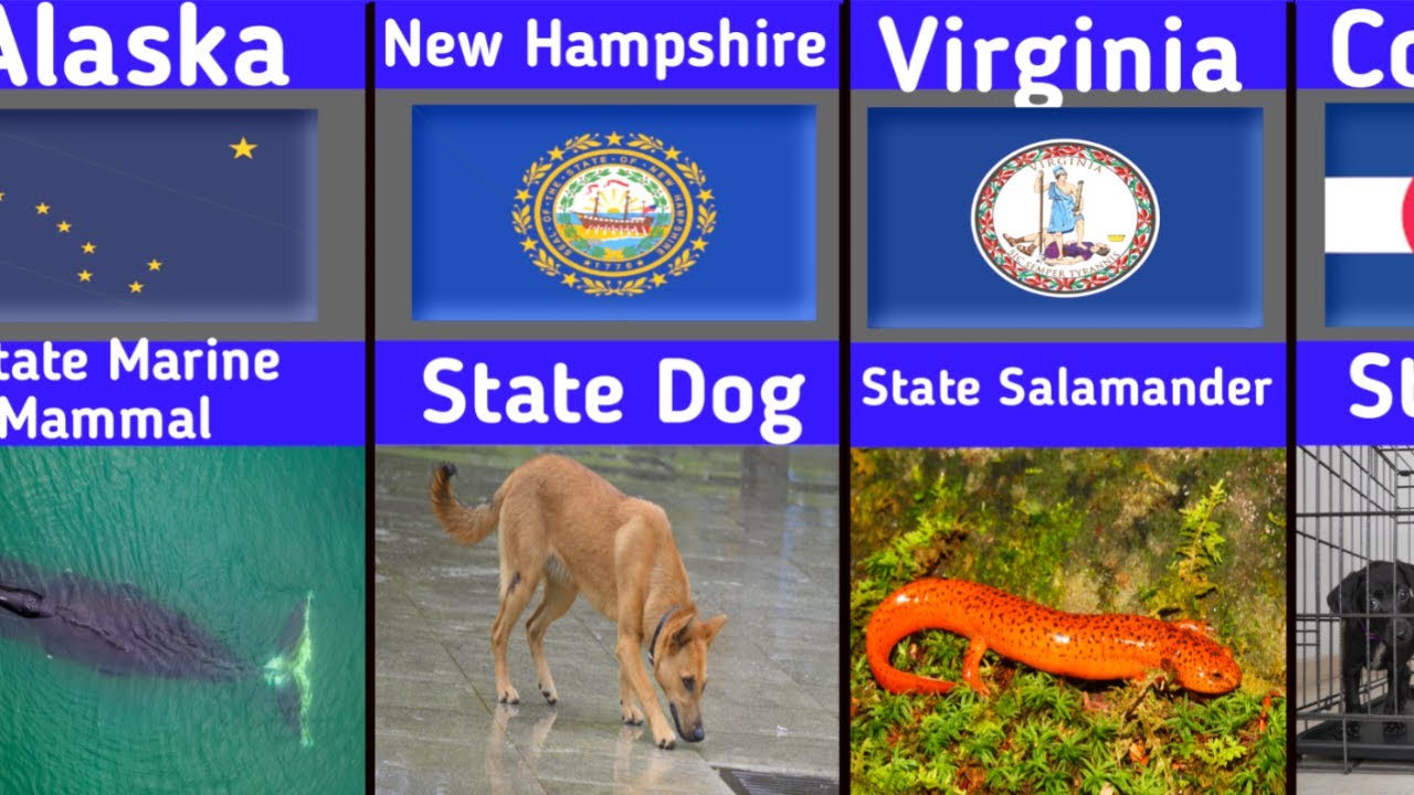 🌎 Официальные символы всех 50 штатов Америки 🇺🇸 | Флаги штатов,