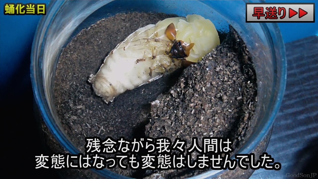 オオクワガタの繁殖 蛹化 Youtube