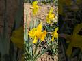 Daffodils  #ラッパスイセン