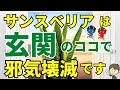 玄関のサンスベリアでお家の邪気を壊滅【風水アドバイザーがご紹介】