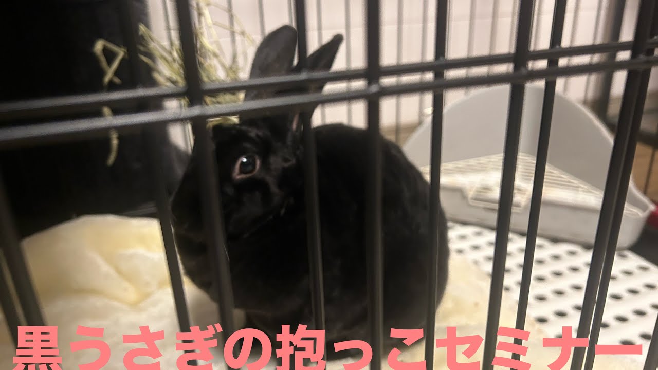 黒うさぎの抱っこセミナー