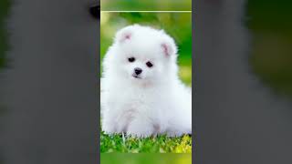 cute dog ki photo💯 🥰😘😎#cute dog #photo #shorts