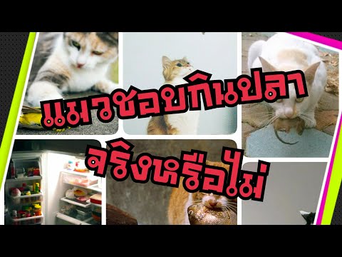 แมวชอบกินปลา...จริงหรือไม่!!!!:Cat story
