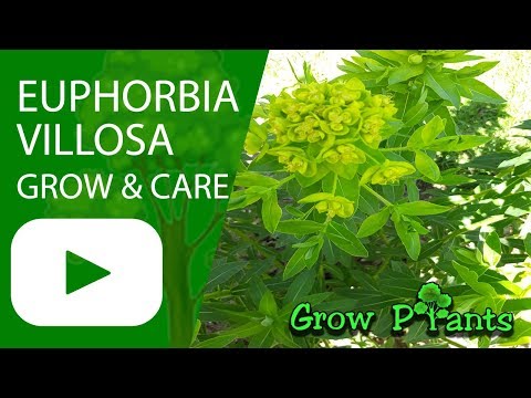 Euphorbia villosa - grow and care