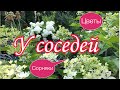 У соседей. ОБЗОР. ЦВЕТНИКИ. Сорняки. ЖИВОЙ сад ,какой он? #Ландшафтный дизайн своими руками#дача#сад