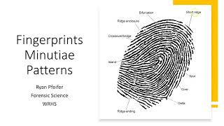 Fingerprint Minutiae Patterns