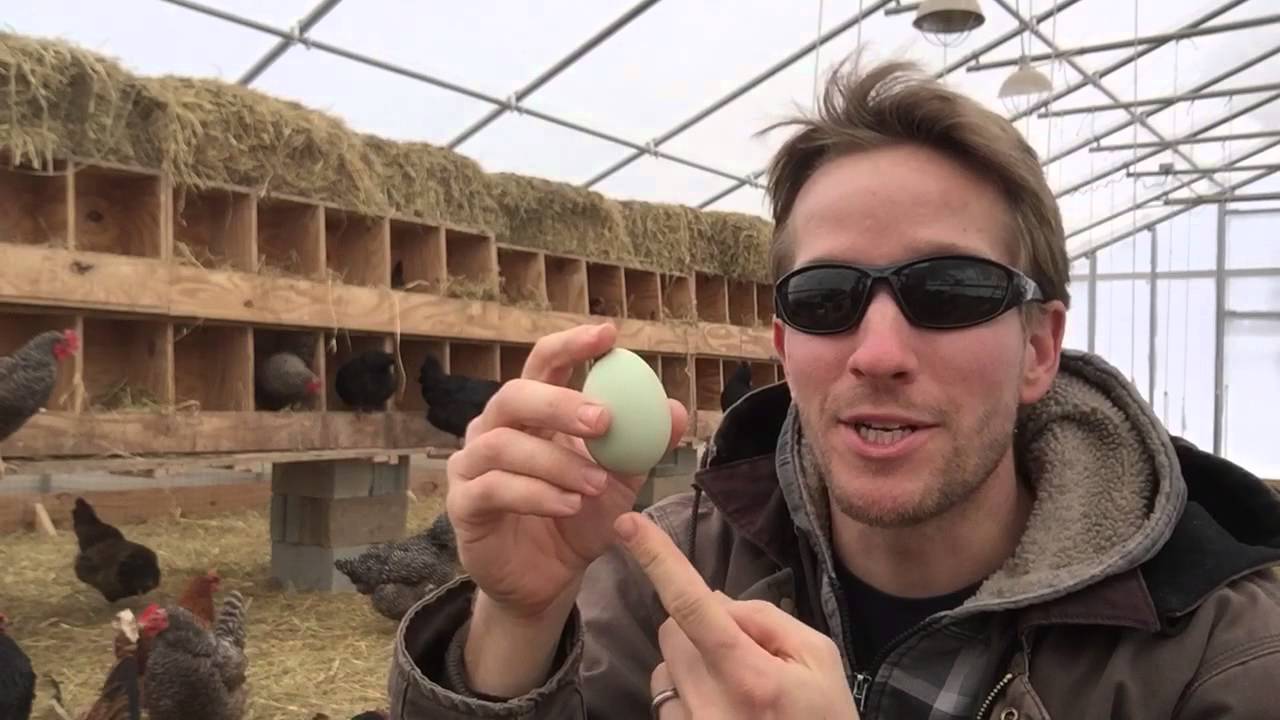 Why Store Eggs Point Down Youtube