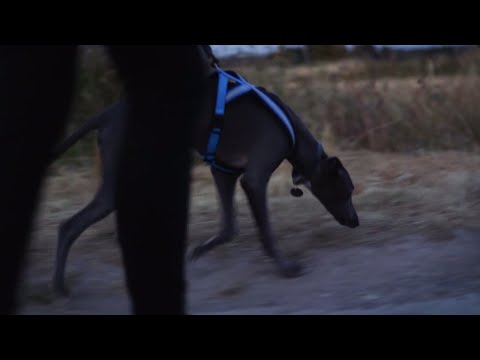 Walking the Whippet