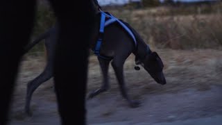 Walking the Whippet by Lee Thomas 7,038 views 5 years ago 1 minute, 19 seconds